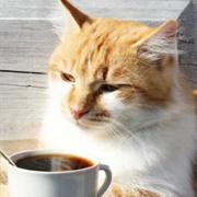 Cut Caffeine After Lunch