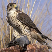 Prairie Falcon