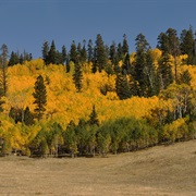 Kaibab National Forest