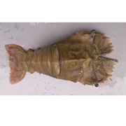 Flathead Lobster / Slipper Lobster