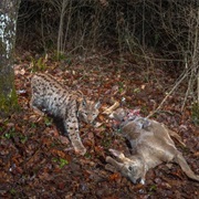 Jura Mountains, Switzerland / France