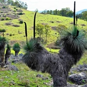 Crawney Pass National Park (NSW)