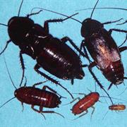 Cockroaches