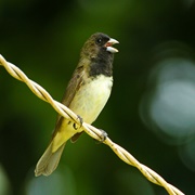 Yellow-Bellied Seedeater