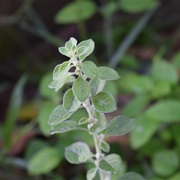 Mountain Knotgrass (Aerva Lanata)
