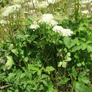 Masterwort (Peucedanum Ostruthium)