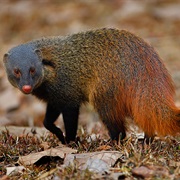 Stripe-Necked Mongoose