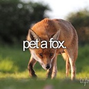 Pet a Fox