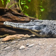 Slender-Snouted Crocodile