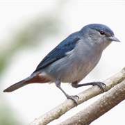 Chestnut-Vented Conebill (Conirostrum Speciosum)