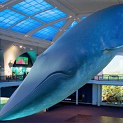 Blue Whale Model