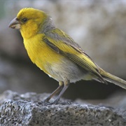 Nihoa Finch