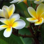 Frangipani