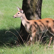 Railsplitter State Park, Illinois
