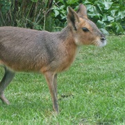 Patagonian Cavies