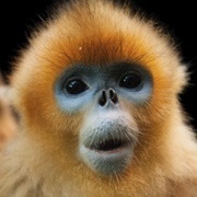 Golden Snub-Nosed Monkey