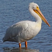 Pelican