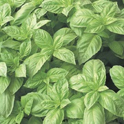 Nufar Basil
