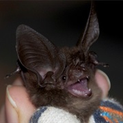 New Guinea Big-Eared Bat (Possibly Extinct)