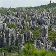 Stone Forest