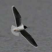 Little Gull