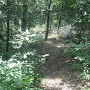 Morris State Park, Missouri