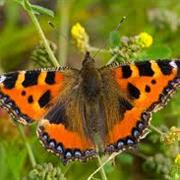 Tortoishell Butterfly
