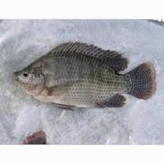 Mojarra