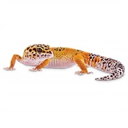 Gecko