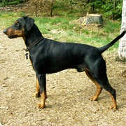 German Pinscher