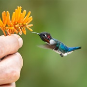 Cuban Bee Hummingbird