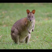Red-Necked Pademelon