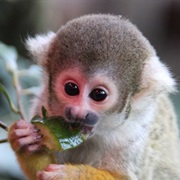 Monkey (Squirrel)