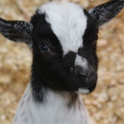 Goat