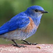 Western Bluebird