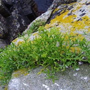 Samphire (Crithmum Maritimum)