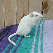 Gerbil