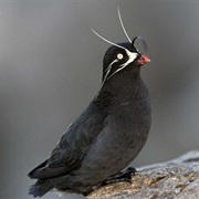 Whiskered Auklet