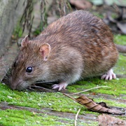 Brown Rat