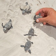 Spend Time With a Conservation Project