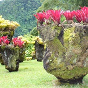 Jardin De Balata, Martinique
