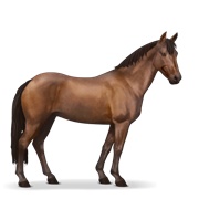 Australian Pony - Bay