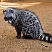 Civet