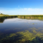 Nayanquing Point State Wildlife Area, Michigan