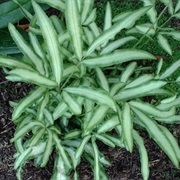 Slender Brake (Pteris Ensiformis)