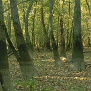 Grassy Slough Preserve, Illinois