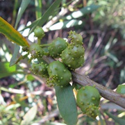 Long-Leaved Wattle (Acacia Longifolia)