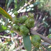 Long-Leaved Wattle (Acacia Longifolia)