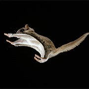 Southern Flying Squirrel