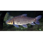 Jullien's Golden Carp / Seven-Striped Barb